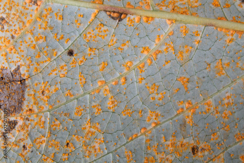 Poplar rust caused by Melampsora sp. on green leaf of Balsam poplar or Populus balsamifera photo