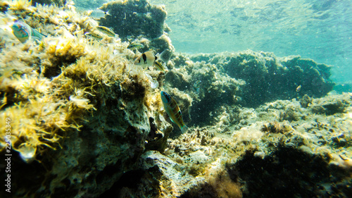 underwater exploration in a paradise island