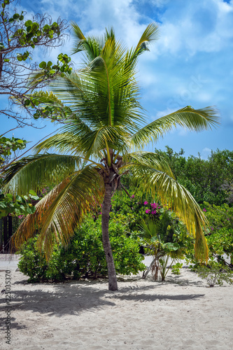 Palm Tree Landscape © Andrew Kazmierski