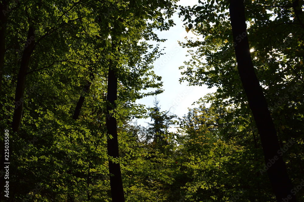 Fototapeta premium Natur