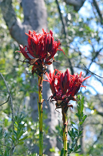 Pair of Gymea Lily flowers, Doryanthes excelsa, growing in sclerophyll forest in the Royal National Park, Grays Point, Sydney. Also known as the Flame Lily or Spear Lily. 