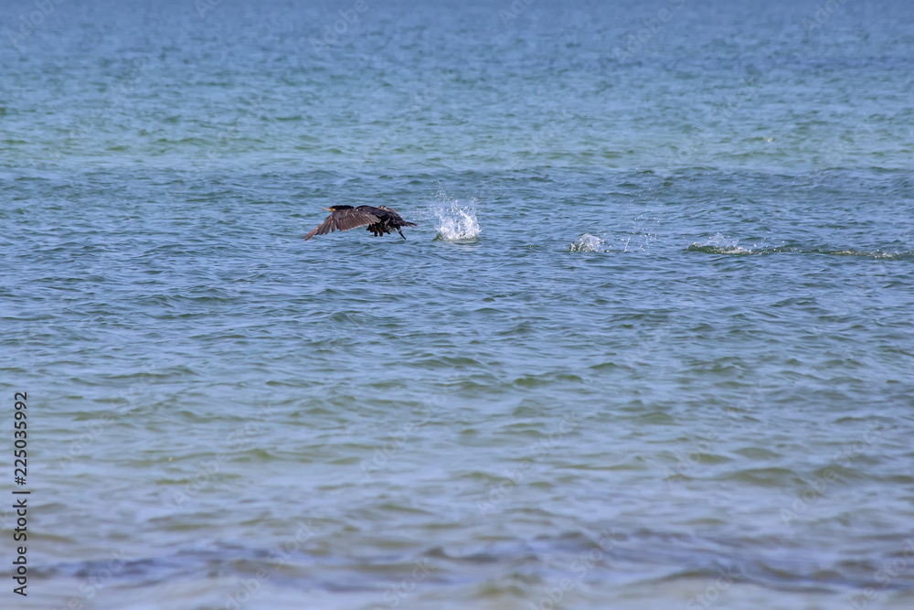 Fototapeta premium Kormoran