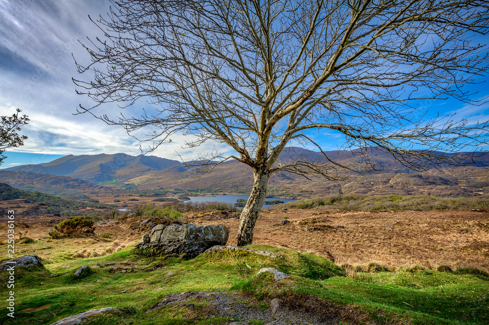Tree overlooking lake ring of kerry Tree overlooking lake ring of kerry