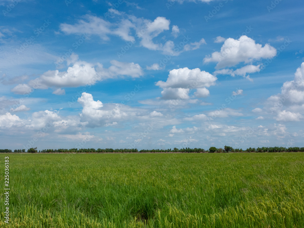 beautiful green rice field on blue sky with cloud background