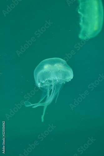 jellyfish in water