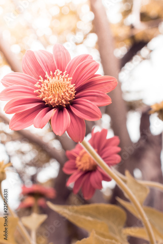 Flowers with morning warm light as background