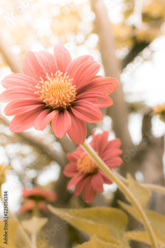 Flowers with morning light as background