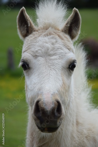 White hair baby horse © Elina