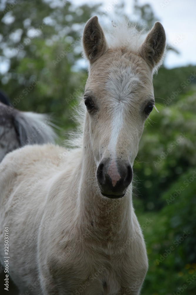 Obraz premium Little horse