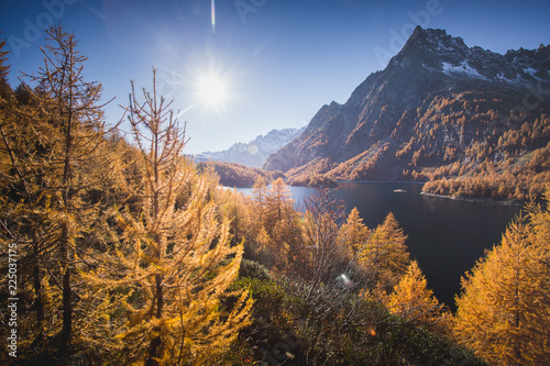 Colorful larch near Lake Devero, in autumn, Alpe Veglia and Alpe Devero Natural Park, Baceno, Verbano Cusio Ossola province, Piedmont, Italy