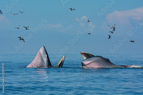 Bryde's whale in the blue sea