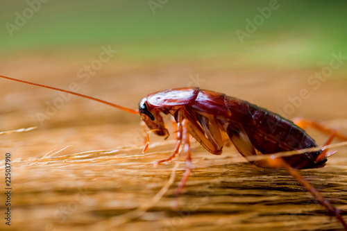 Cockroach on brown broom with garden green background.