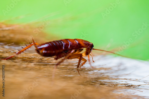 Cockroach on brown broom with garden green background. © Koonsiri