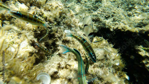 underwater exploration in a paradise island