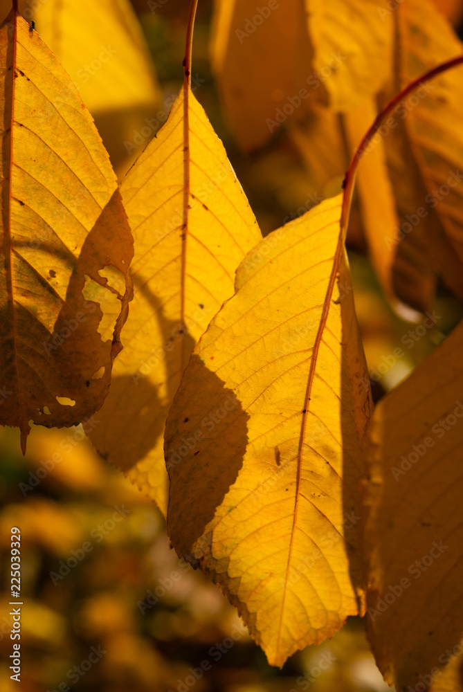 Obraz premium changing color cherry leaves at november sunshine