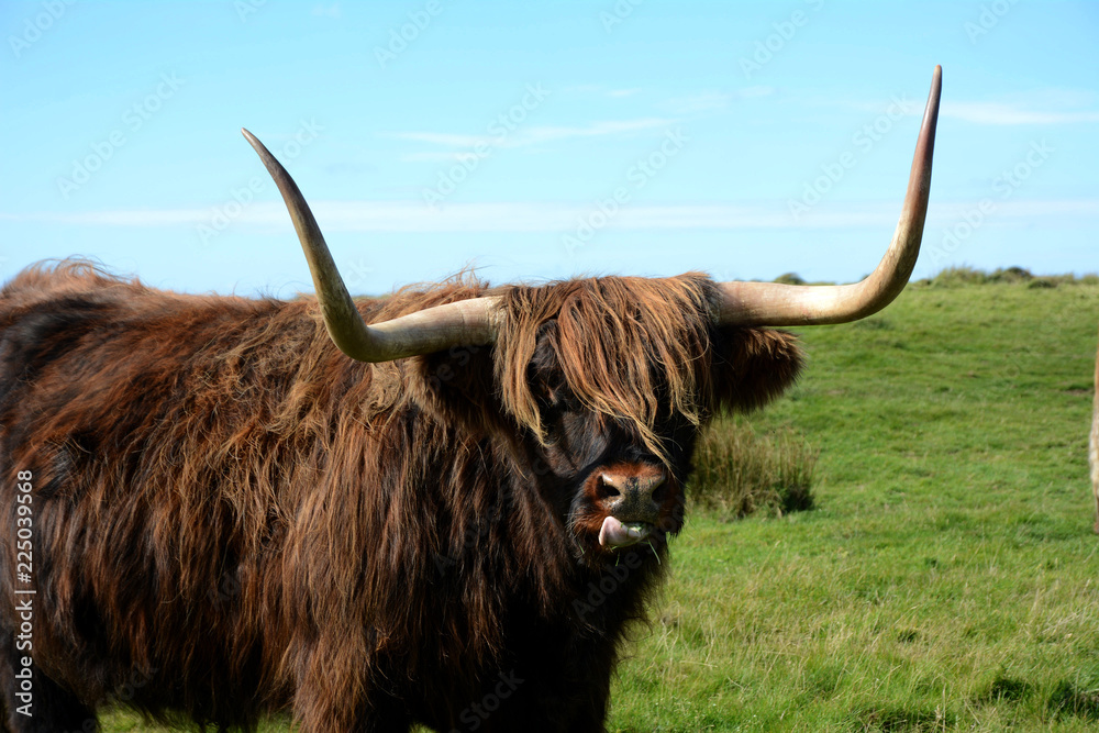 Cow on Lundy island uk