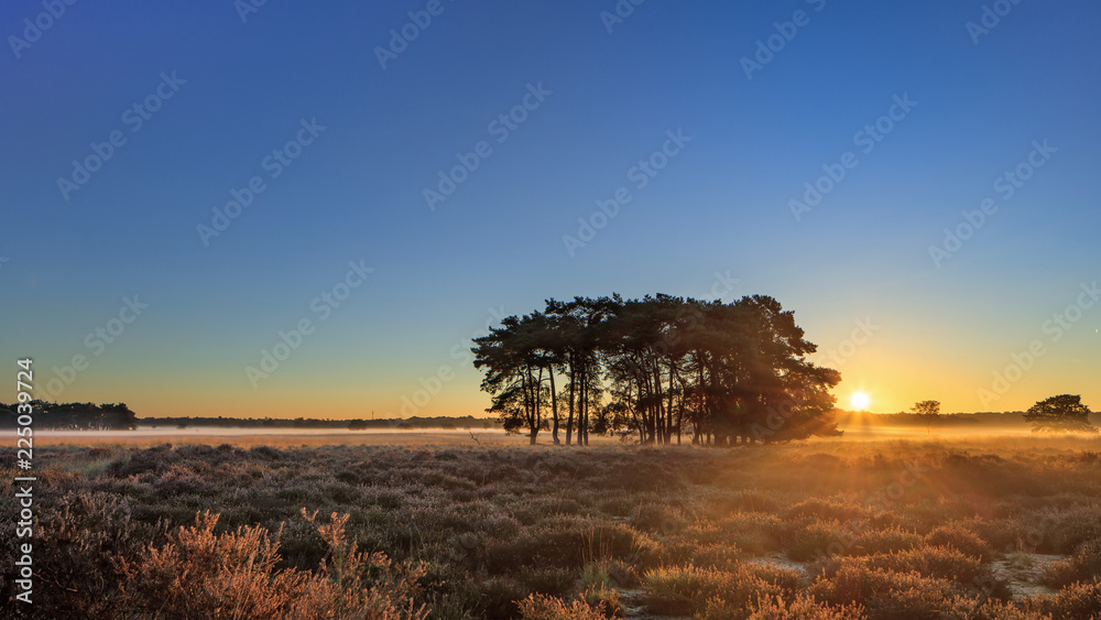 Warm sunrays over a tranquil moor during daybreak at Regte Heide, Goirle, The Netherlands