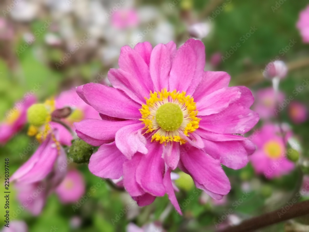 Violett pinke Herbstblume mit gelben Stempel Violett pinke Herbstblume mit gelben Stempel
