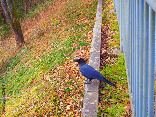 Big Japanese black crow bird standing on vertical old concrete rail beside green blue fence, near grass field, yellow brown fallen leaves and tree forest park, looking at the camera