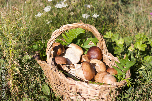 full basket of boletus mushrooms in the sunlight