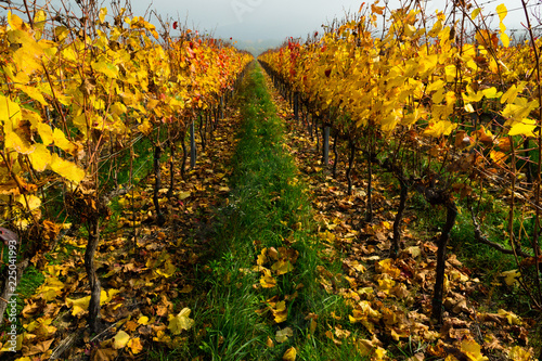 Fototapeta Naklejka Na Ścianę i Meble -  autumn vineyard, yellow grape leaves at october fog