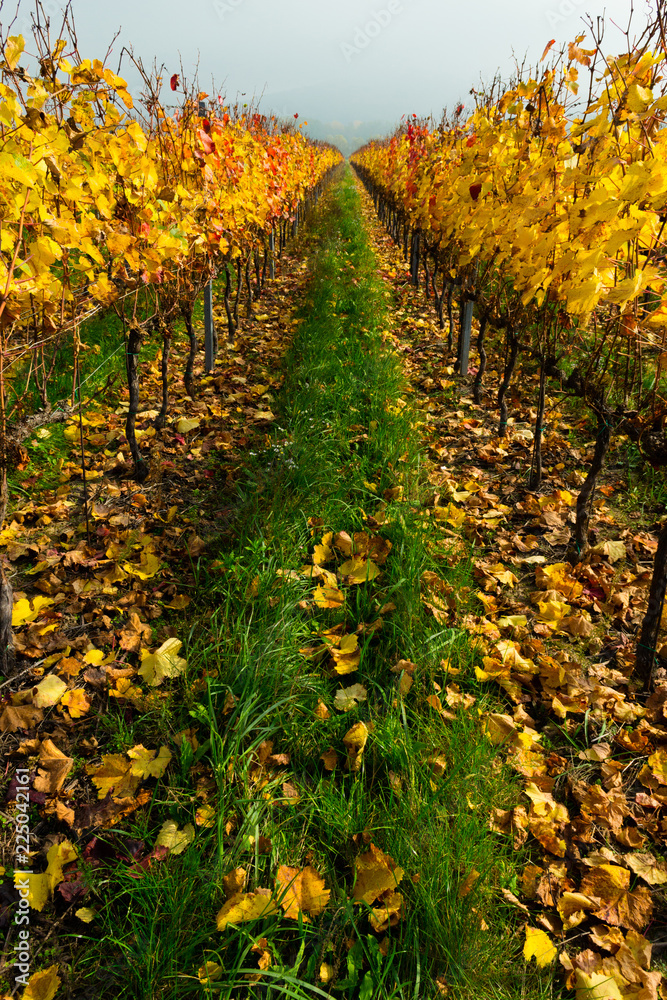 Naklejka premium autumn vineyard, yellow grape leaves at october fog