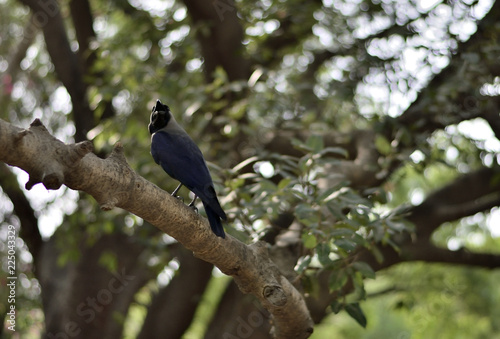 Portrait of a Indian Crow © Amit