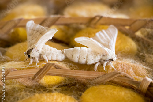 Closed up of group yellow cocoon of silk worm and butterfly still breed in weave nest background