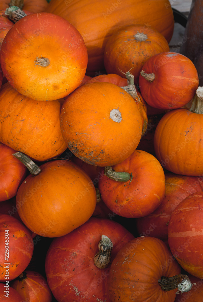 Harvested orange pumpkins. Halloween background Harvested orange pumpkins. Halloween background