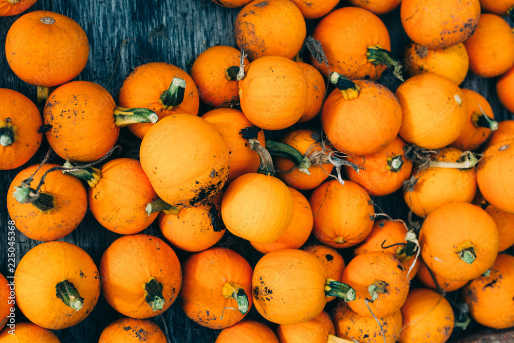 Harvested orange pumpkins. Halloween background