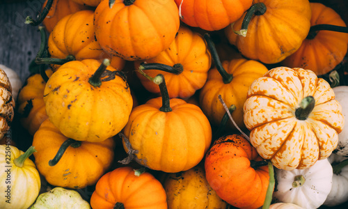 Harvested orange pumpkins. Halloween background