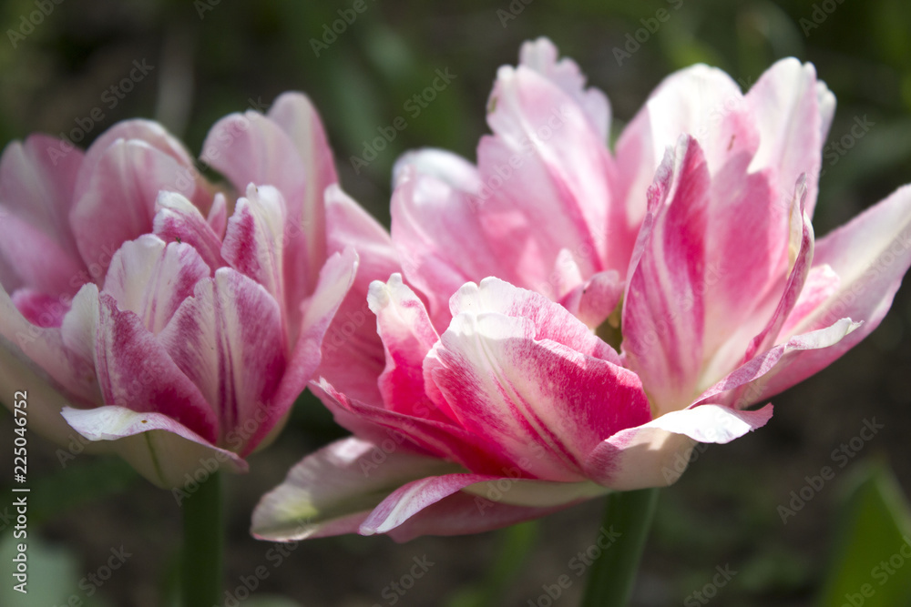 pink tulip