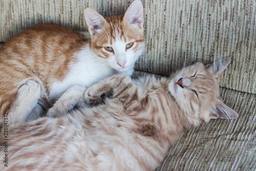 two redder cats on a chair photo