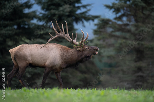 Bull Elk in Pennsylvania 