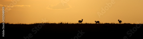 Three gazelle silhouetted against a golden sunset