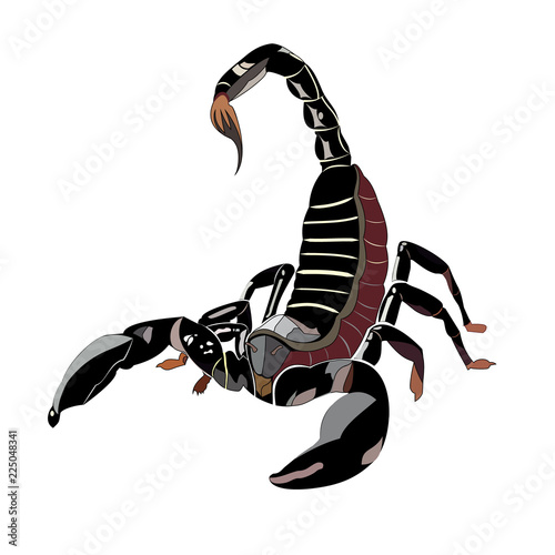 illustration of scorpion, vector graphic