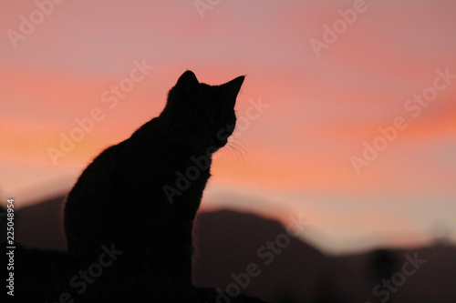 Canvas Print Silhouette of cat in the late afternoon sunset pussy puss