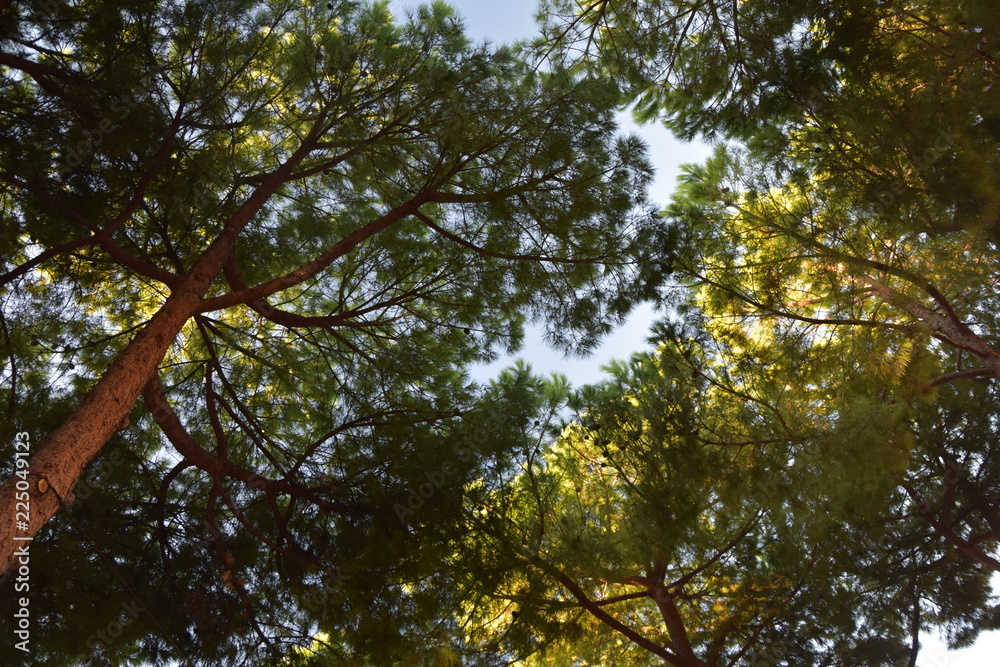between the trees between the trees