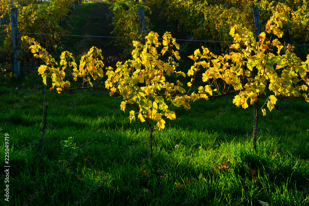 Obraz premium yellow grape leaves and green grass in october sunny vinery