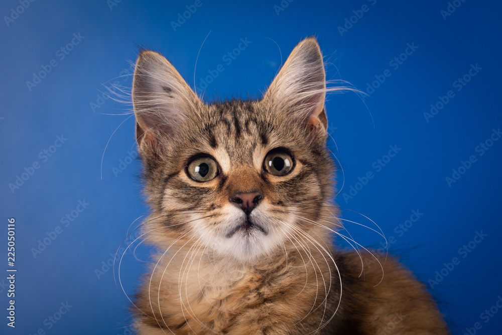 One Small three month kitten mixed breed - obrazy, fototapety, plakaty 