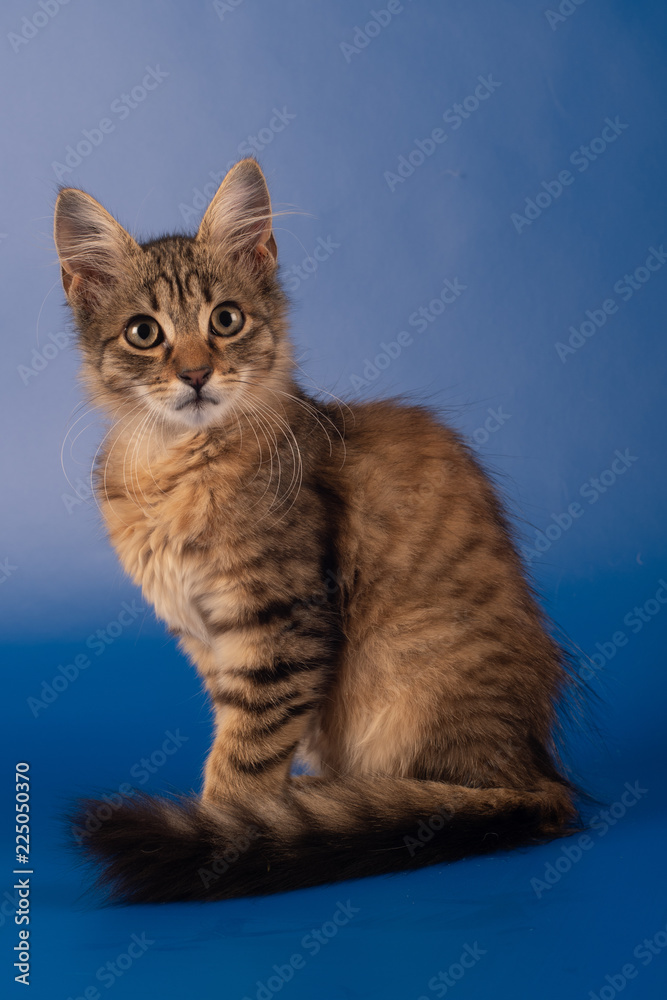 One Small three month kitten mixed breed