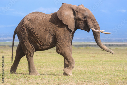 Profile portrait of a young male elephant