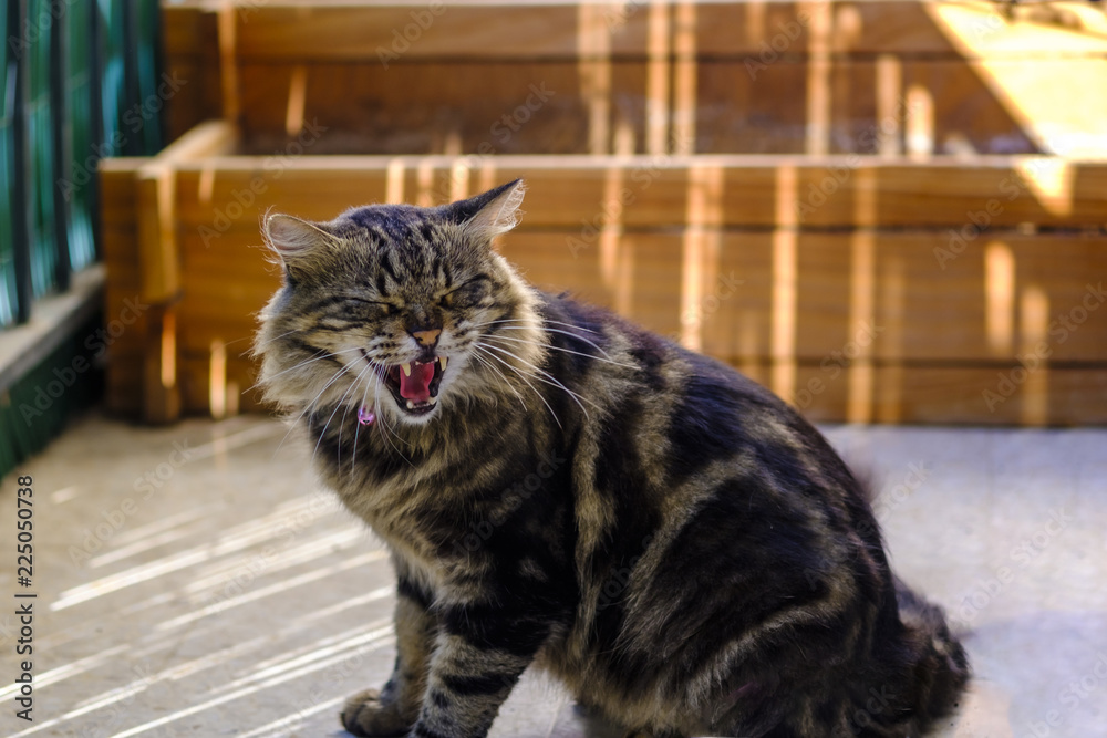 Chat gris tigré en colère qui grogne et souffle.