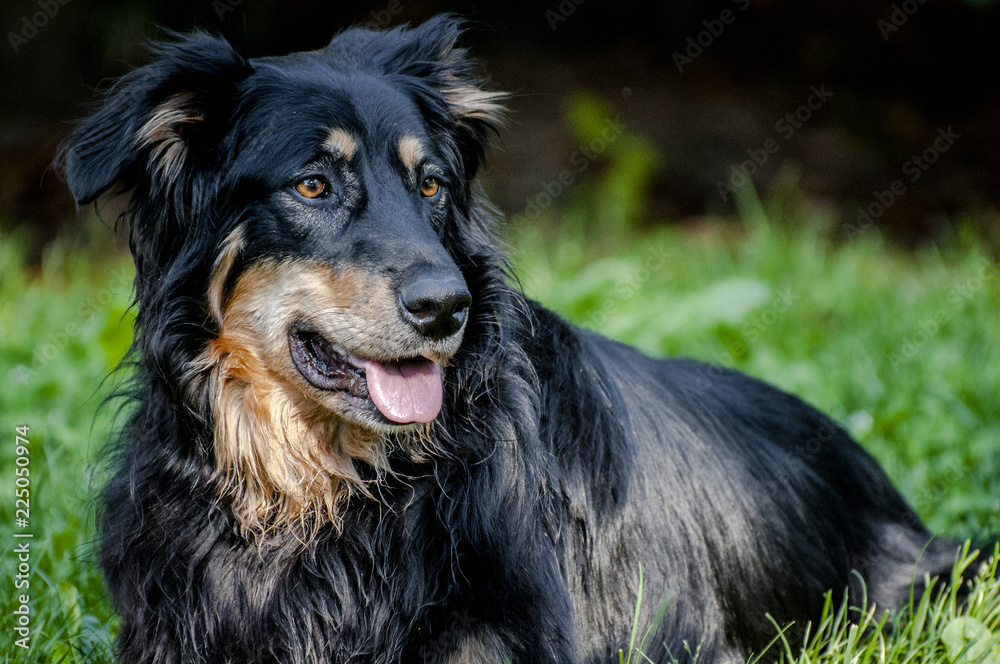 Fototapeta premium Cani giocano nel parco