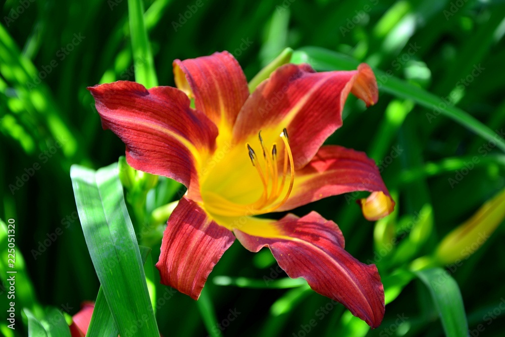 Amazing red daylily in the garden close-up. Amazing red daylily in the garden close-up.