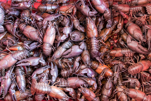 Bucket plentiful with signal crayfish on the bottom.