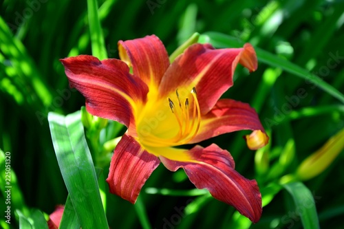 Amazing red daylily in the garden close-up.