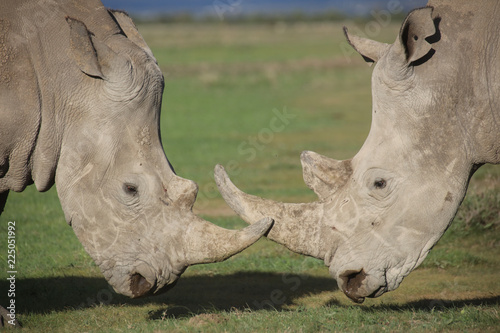 Close up of two white rhinoceroses engaged in courtship behavior