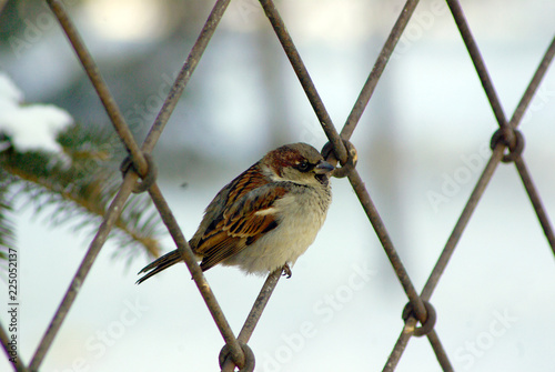 sparrow on a branch