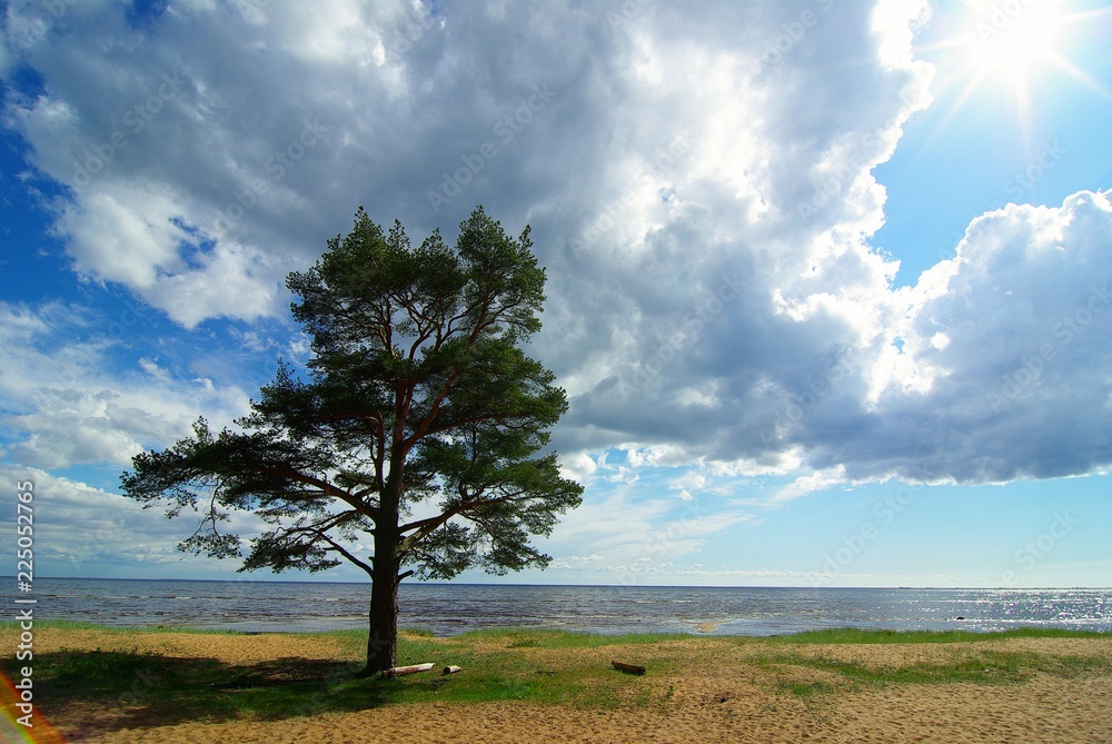 Obraz premium single tree in the field